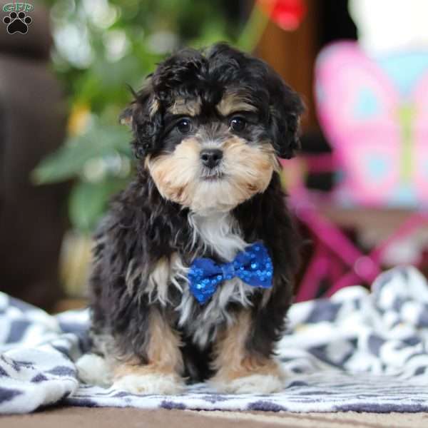 Snickers, Shih-Poo Puppy